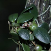 Bulbophyllum crassifolium Thwaites ex Trimen